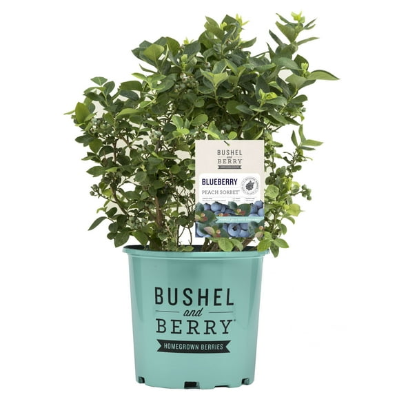 Bushel & Berry Blueberry Peach Sorbet Live Shrub in 2-Gallon Grower Pot
