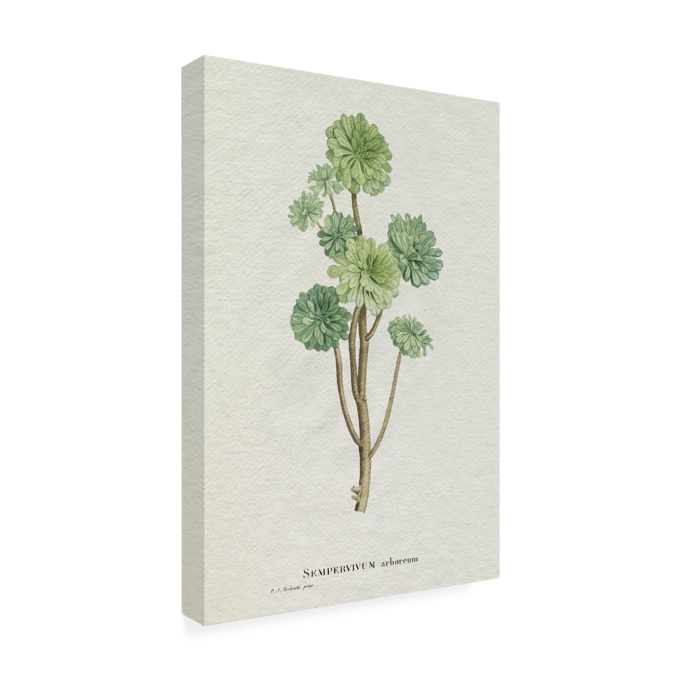 Trademark Fine Art Pierre Redoute Redoute Succulent III Canvas Wall Art