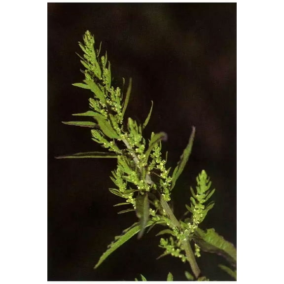 250 Epazote Seeds - Chenopodium Ambrosoides - Dysphania ambrosioides - Herb