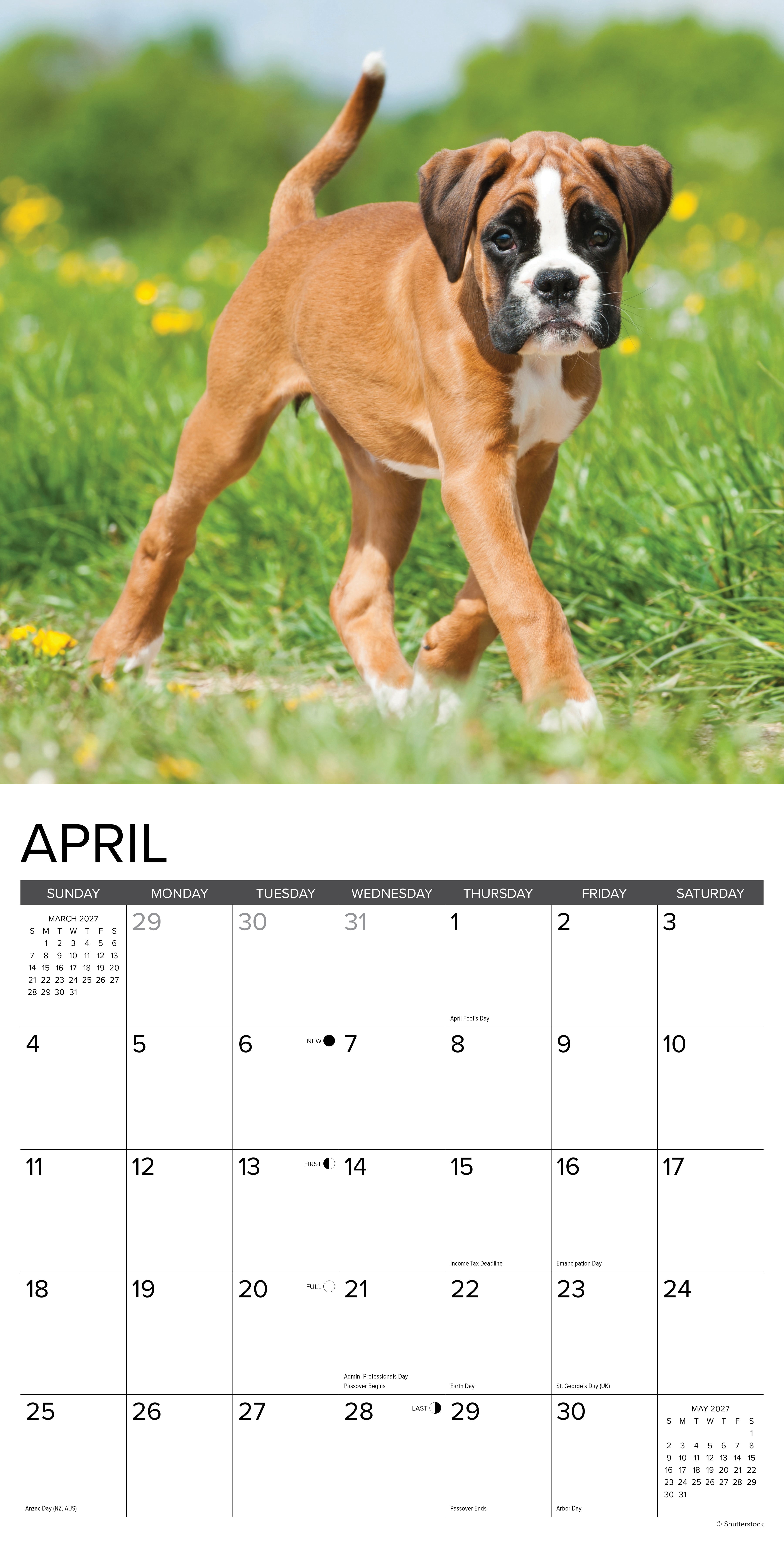 Willow Creek Press, Boxer Puppies 2027 Wall Calendar