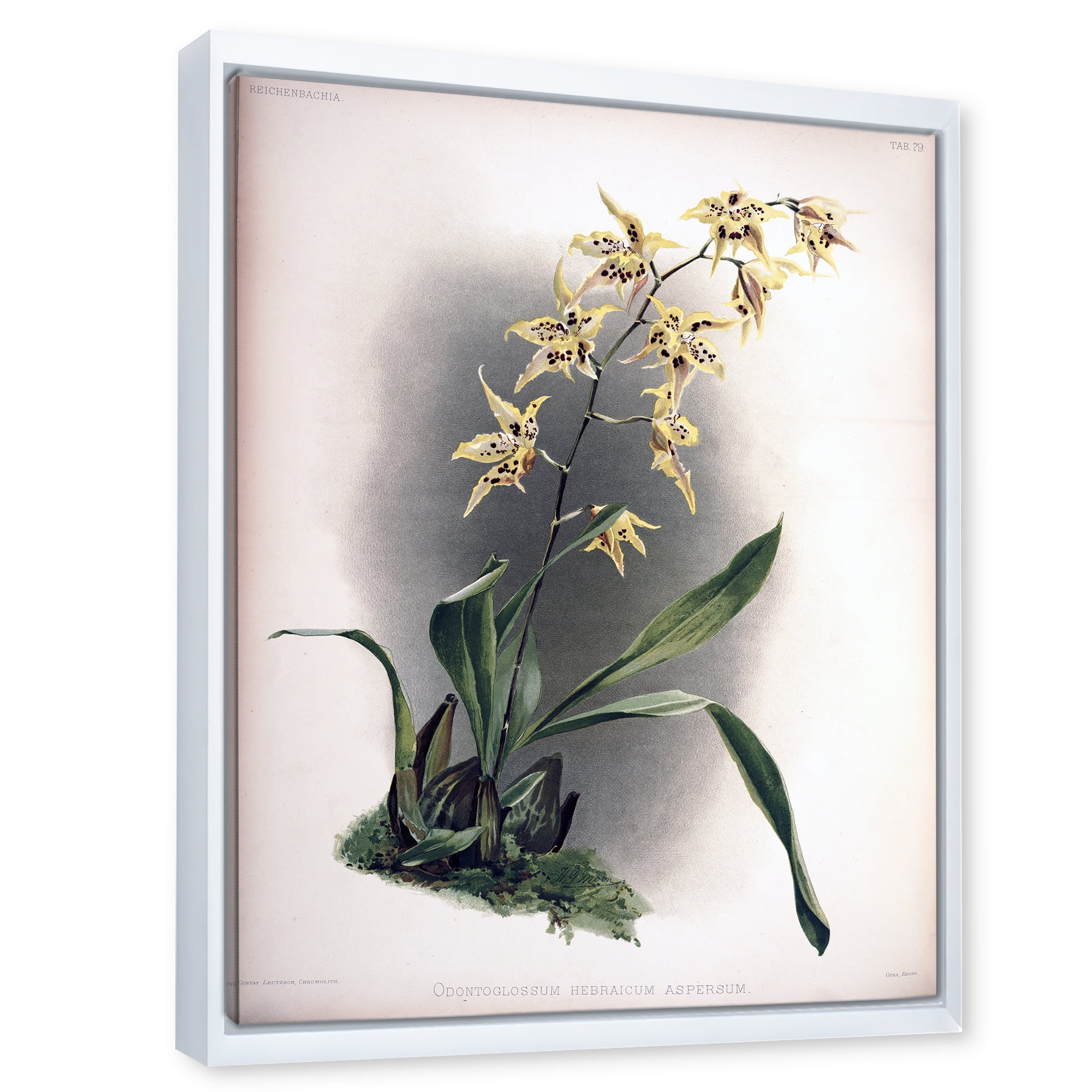 Designart 'Ancient Orchid Flower' Traditional Framed Canvas Wall Art Print