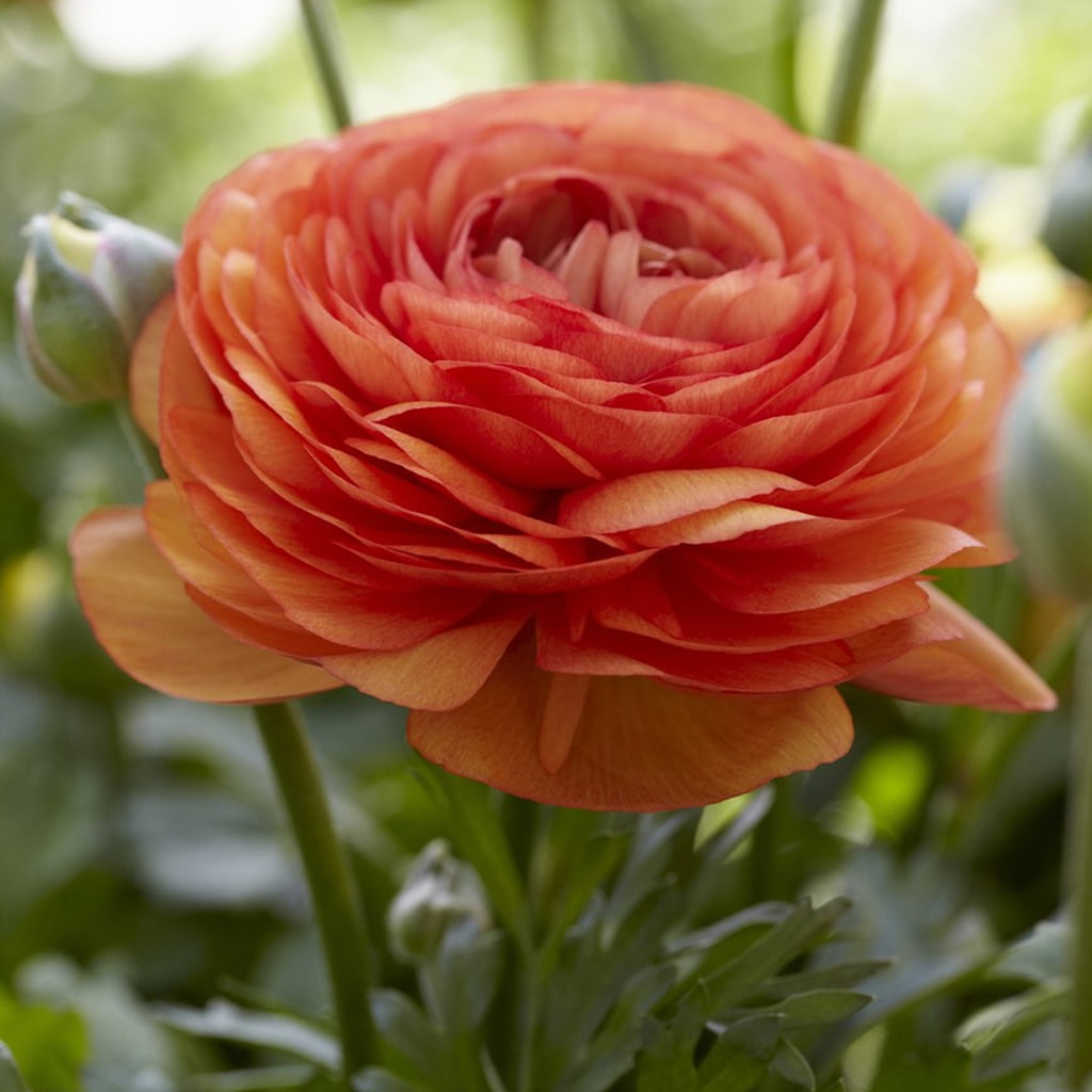 Van Zyverden Butter Cups, Ranunculus Double Tangerine, Set of 25 Bulbs Orange Part Sun