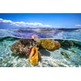 thumbnail image 2 of Gabriel, Barathieu 14x11 Black Ornate Wood Framed with Double Matting Museum Art Print Titled - Lagoon Life, 2 of 4