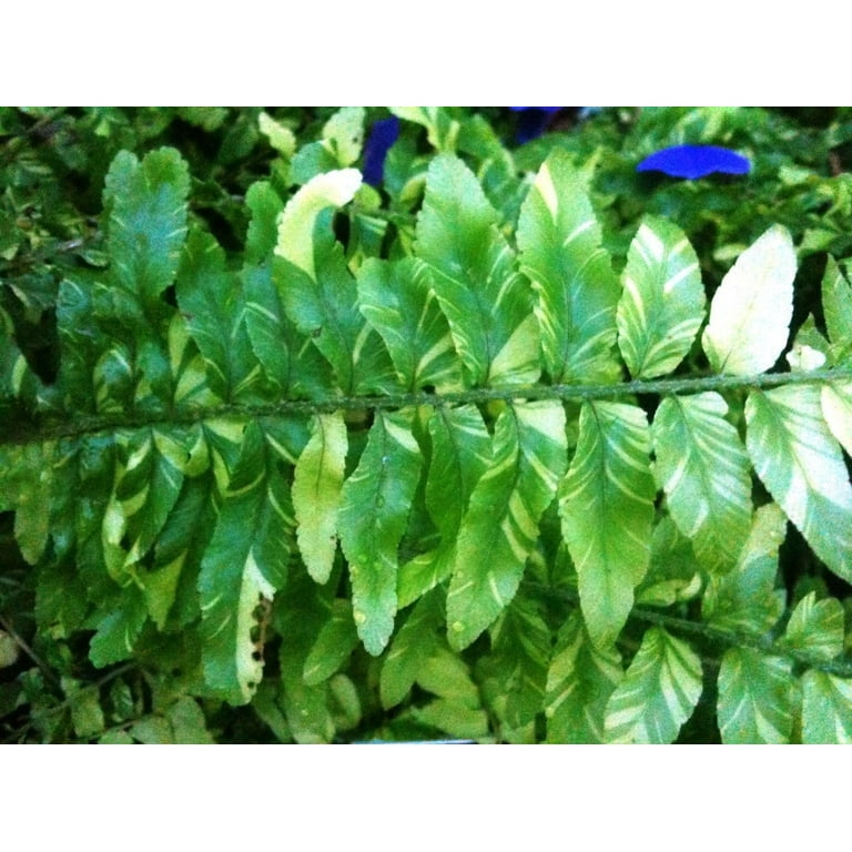 storchschnabel saatgut Storchschnabel-Samen – Lebendige Blumensamen für einfache Gartenpflanzung –  Pure Asia Seeds main image 0