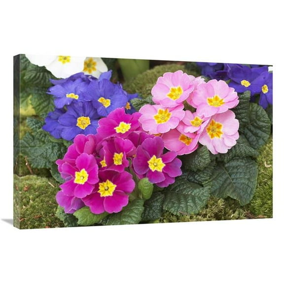 24 x 36 in. Primrose Flowers Art Print - Visionspictures