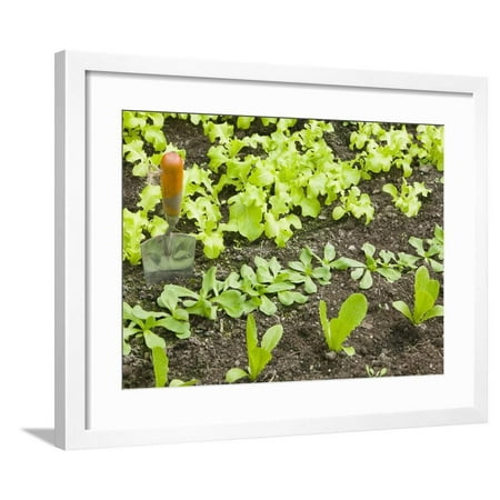 Ashleys Garden Armoire - Home Vegetable Garden Framed Print Wall Art By Ashley Cooper