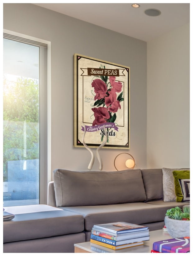 "Flower Packet Sweet Peas" Painting Print on Wrapped Canvas