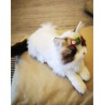 thumbnail image 5 of Cinturones y horquillas para mascotas, 5 of 5