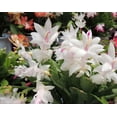 thumbnail image 4 of American Plant Exchange Christmas Cactus Live Flowering Plant in 8" Hanging Basket, Easy Care Houseplant, Festive Holiday Gift, 4 of 6