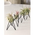 thumbnail image 6 of Nature's Nectar 4” x 3” x 4” Round Black Metal Planters with Sturdy Design (4 Count), 6 of 8