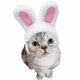 thumbnail image 1 of JANDEL 1 gorro adorable para mascota, divertido gorro con orejas de conejo para gato, perro, conejo, accesorios de fiesta para disfraz, gorro para gato, gatito, cachorro, mascota, materiales seguros, 1 of 8
