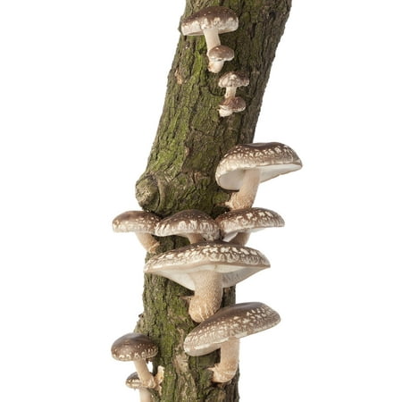 Mushroom Mojo Shiitake Mushroom Log - 12 Inch - Grow Edible Gourmet Fungi - Preinoculated Mycelium Log Kit - Ready To (Best Mushroom Spores To Grow)