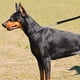 thumbnail image 4 of Correa de extensión reflectante de nailon para perros, resistente y duradera, elástica, para pasear y correr, para perros pequeños y medianos (negra), 4 of 8