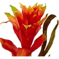 thumbnail image 3 of Bromeliad and Heliconia in Vase, 3 of 4