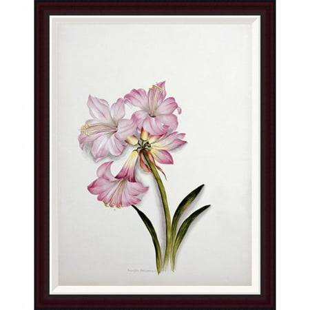 Belladonna Two Light - Global Gallery Amaryllis Belladonna by Ethel May Dixie Framed Painting Print