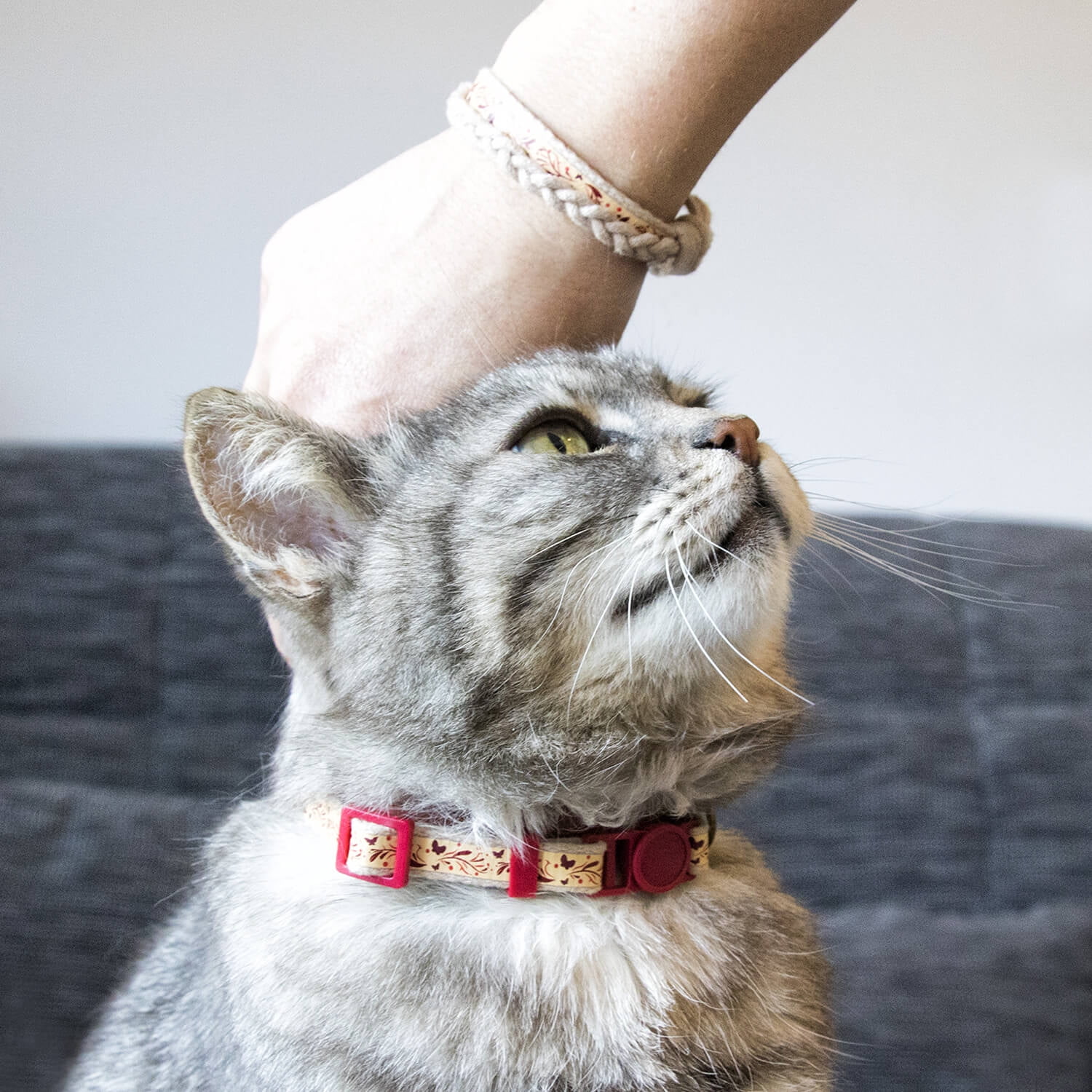 Cat Collar Kitten – Best Friends Store