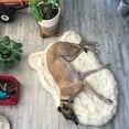 thumbnail image 4 of Paw Brands Dog Bed Faux Fur Memory Foam Pet Bed White Curve 40L X 25W inches, 4 of 7