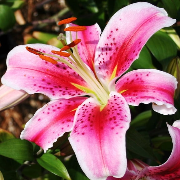 Stargazer Oriental Lily Flower Bulbs - HUGE Blooms 8" across - Sweet Fragrance - Bold Pink Colors - Great Cut Flowers - Grows Well in Containers - Perennializing - Attracts Butterflies