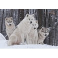 thumbnail image 2 of Arctic Wolf Pack Wall Mural by Wallmonkeys Peel and Stick Graphic (18 in W x 12 in H) WM321518, 2 of 4