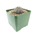 thumbnail image 2 of Euphorbia Obesa, Rare Healthy Baseball Succulents - 3 inch + Clay Pot, 2 of 3