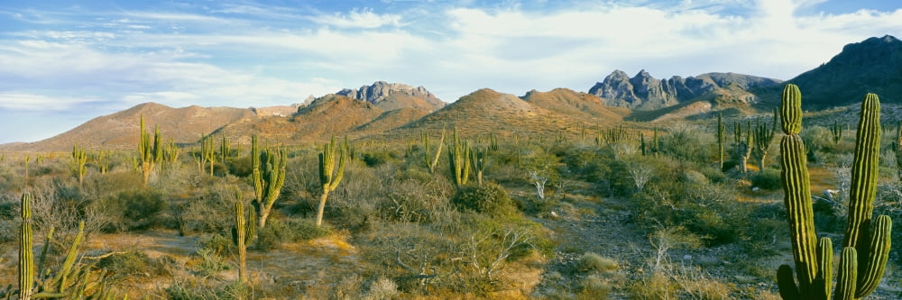 Cardon Cactus (pach