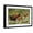 Black Frame, variant on Art.com Bison and Calves Running Art Print by Lantern Press, White Frame Wall Art, 23" x 17"