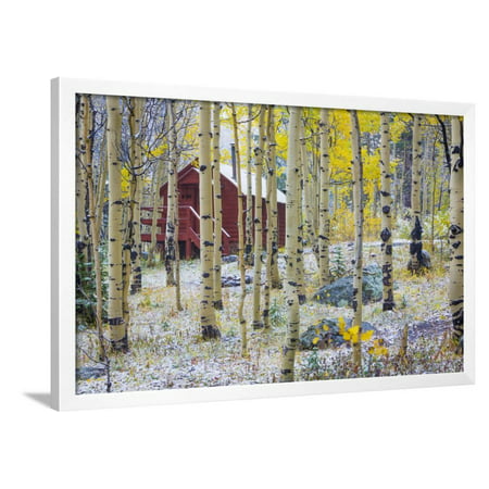 USA, Colorado, Grand Mesa. Solitary Cabin in a Forest Framed Print Wall Art By Jaynes