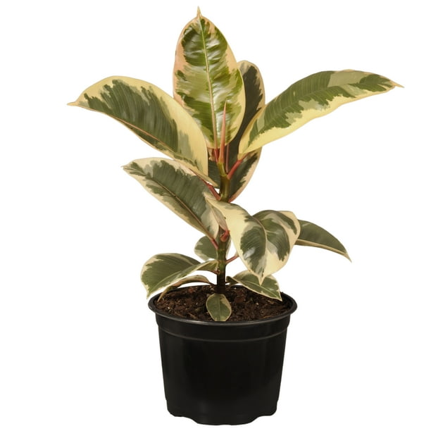 United Nursery Ficus Elastica Tineke Plant Live Rubber Tree Indoor