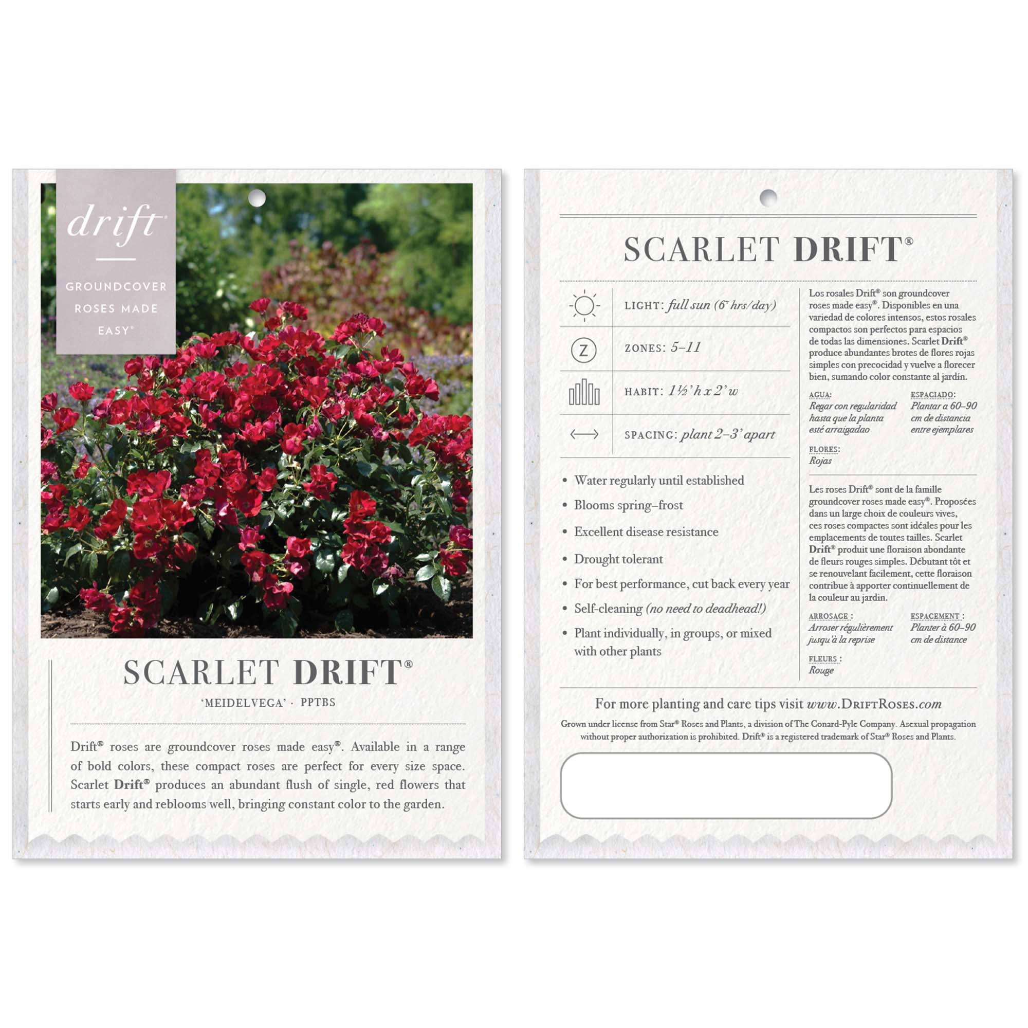 Drift Rose Scarlet Live Shrub (2 Gallon)