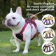 thumbnail image 2 of Cat Harness Vest Walking Lead Leash For Puppy Dogs Collar Oxford Adjustable Mesh Dog Harness For Small Medium Pet Accessories ShopWise Round, 2 of 10