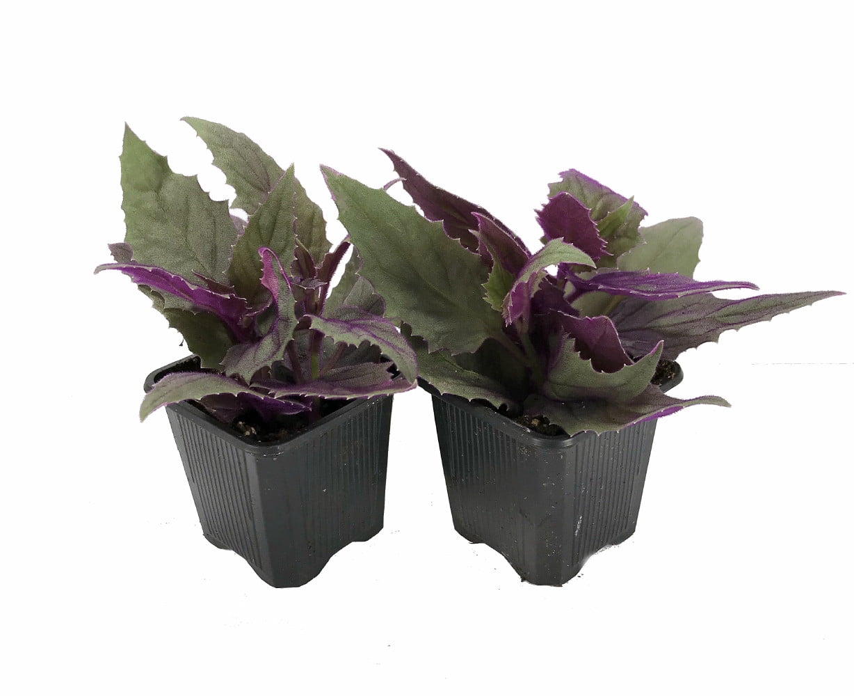 Purple Passion 2 Live Plants 3" Pots EROTIC Gynura Indoors