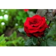 thumbnail image 5 of 5 * SEEDS * RED ROSE Rosa Bush Shrub Perennial Flower Seeds, 5 of 8