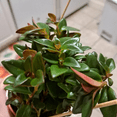 thumbnail image 2 of Goldfish plant, Columnea Nematanthus, Live Plant in 4" Pot, 2 of 5