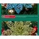 thumbnail image 2 of flores artificiales de Pascua para decoración, decoración de árbol de Navidad, adornos de Acción de Gracias, boda, día festivo(Gran rojo)(), 2 of 4