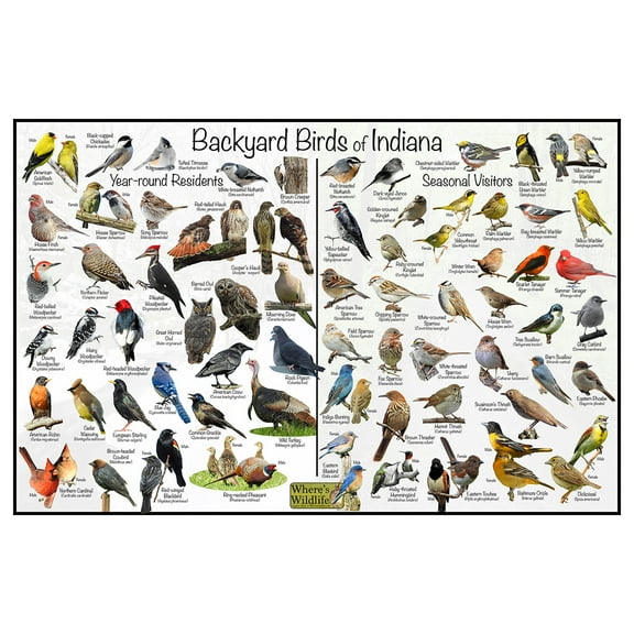Backyard Birds of Indiana Bird Identification Poster - Birdwatching Nature Chart