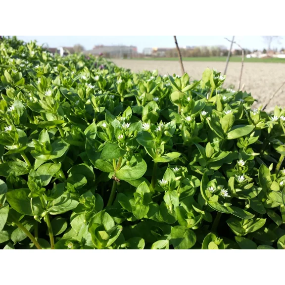 100 Chickweed Seeds - Stellaria media - Non-GMO Medicinal and Edible Plant