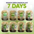 thumbnail image 4 of Kit de germinación de semillas ZESTIGREENS con 2 frascos Mason y soporte, 4 of 7