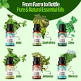 thumbnail image 3 of GuruNanda Herbaceous Essential Oils Collection,  Peppermint, Tea Tree, Eucalyptus, Lemongrass, Rosemary, Clove - 10 ml for Health and Wellness, 3 of 7