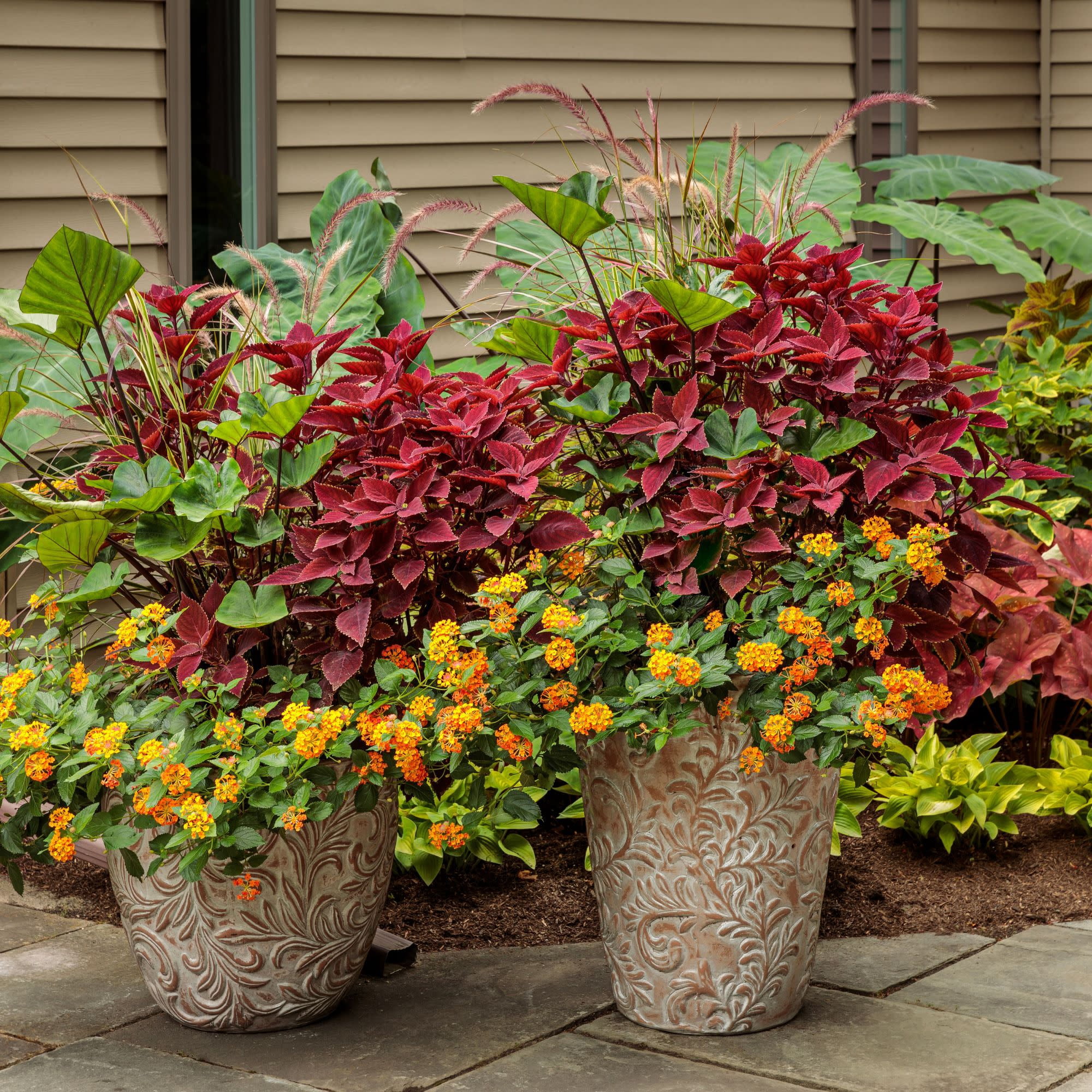 Proven Winners 4" Red ColorBlaze Rediculous Coleus Live Plant in 4.25" Pot (4 Count)