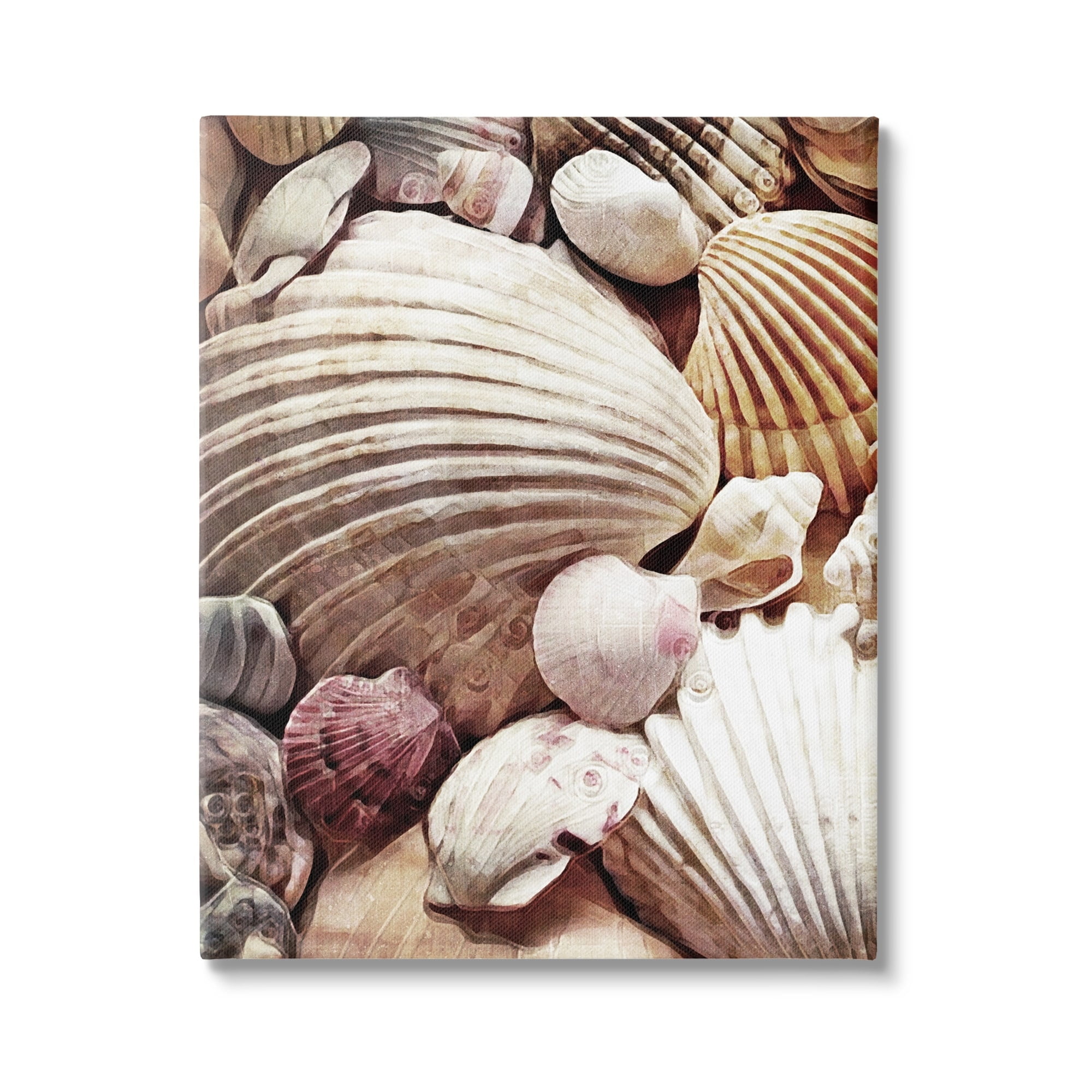 Stupell Various Nautical Clam Conch Shells Landscape Photography Gallery Wrapped Canvas Print Wall Art