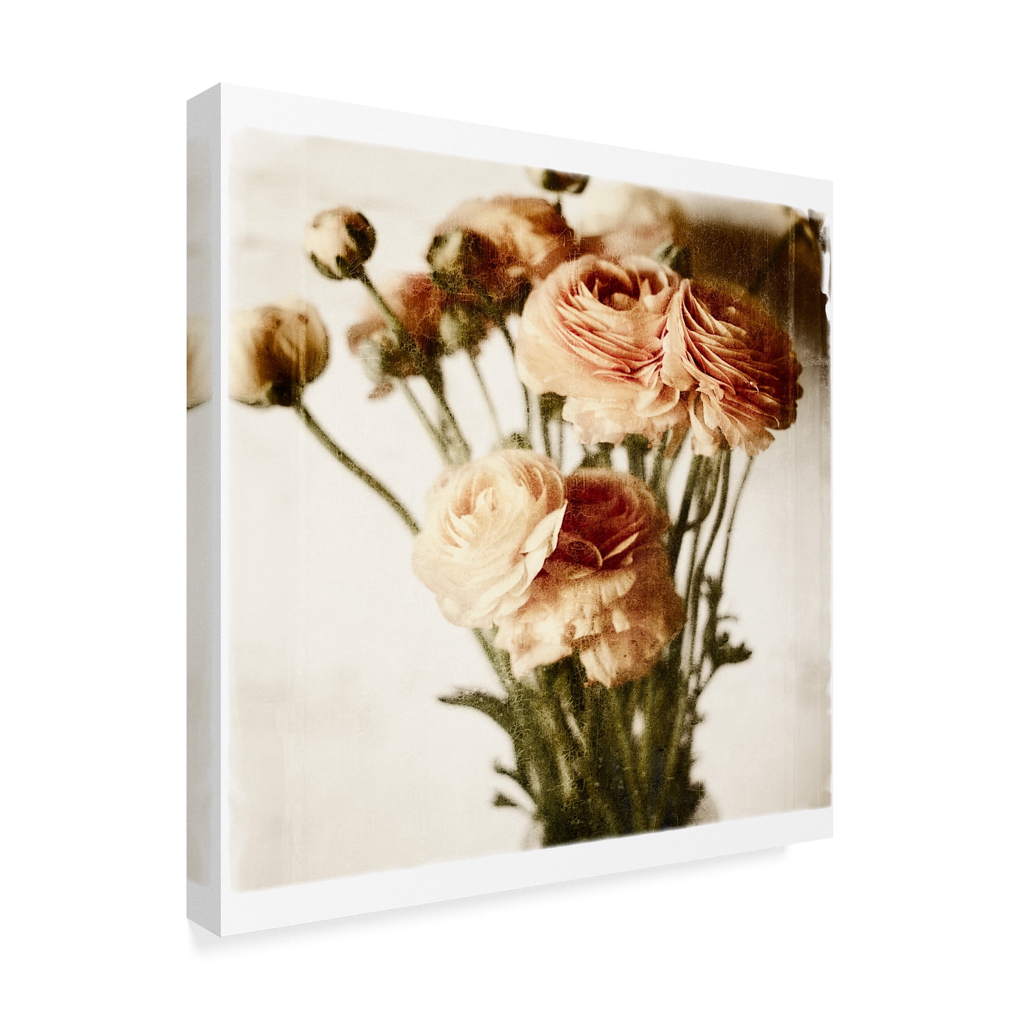 Trademark Fine Art 'Floral Ranunculus White Soft' Canvas Art by Michael Harrison