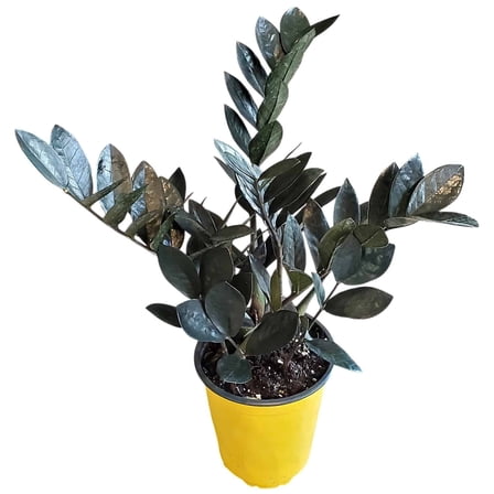 Live Black Raven ZZ Plant – 6" Pot, 18–22" Tall – Indoor Black ZZ Plant with Glossy Purple Foliage – Low Light, Drought-Tolerant Tropical Houseplant
