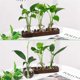 thumbnail image 5 of Plants Propagation Stations Glass Vase Station Retro Plant Terrarium with Wooden Tray Bulb Flower Vase Home Office Decor, 5 of 5