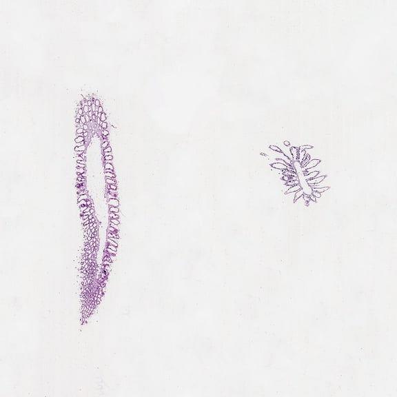Grantia, C.S. And L.S. Microscope Slide