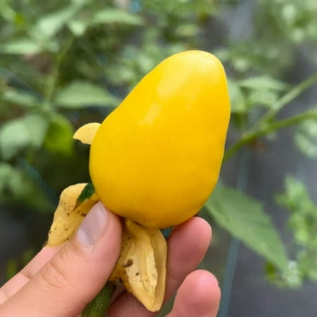 25 Chupon de Malinalco Tomatillo Seeds - Salsa  Fresh Eating (25 Seeds), Annual, Vegetable