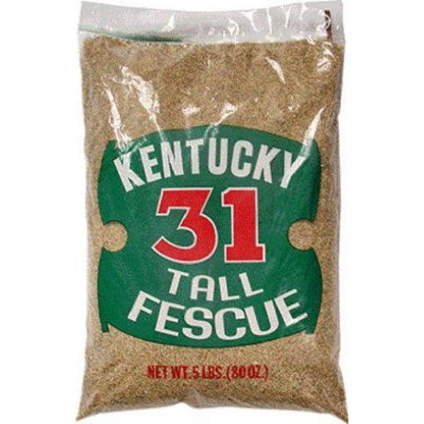 Ky31 Tall Fescue 5 LB 100 Kentucky31 Tall Fescue Grass Seed