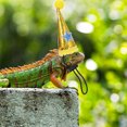 thumbnail image 2 of 1 set lagarto sombrero leash halloween mascota traje mascota lagarto decorativo sombrero, 2 of 8