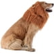 thumbnail image 3 of Melena de león para perros TOMSENN - Melena de león realista y divertida para perros - Melena de león complementaria para disfraces de perros - Peluca de león para perros de tamaño mediano a grande Peluca de melena de león para perros MFZFUKR CQ587, 3 of 6