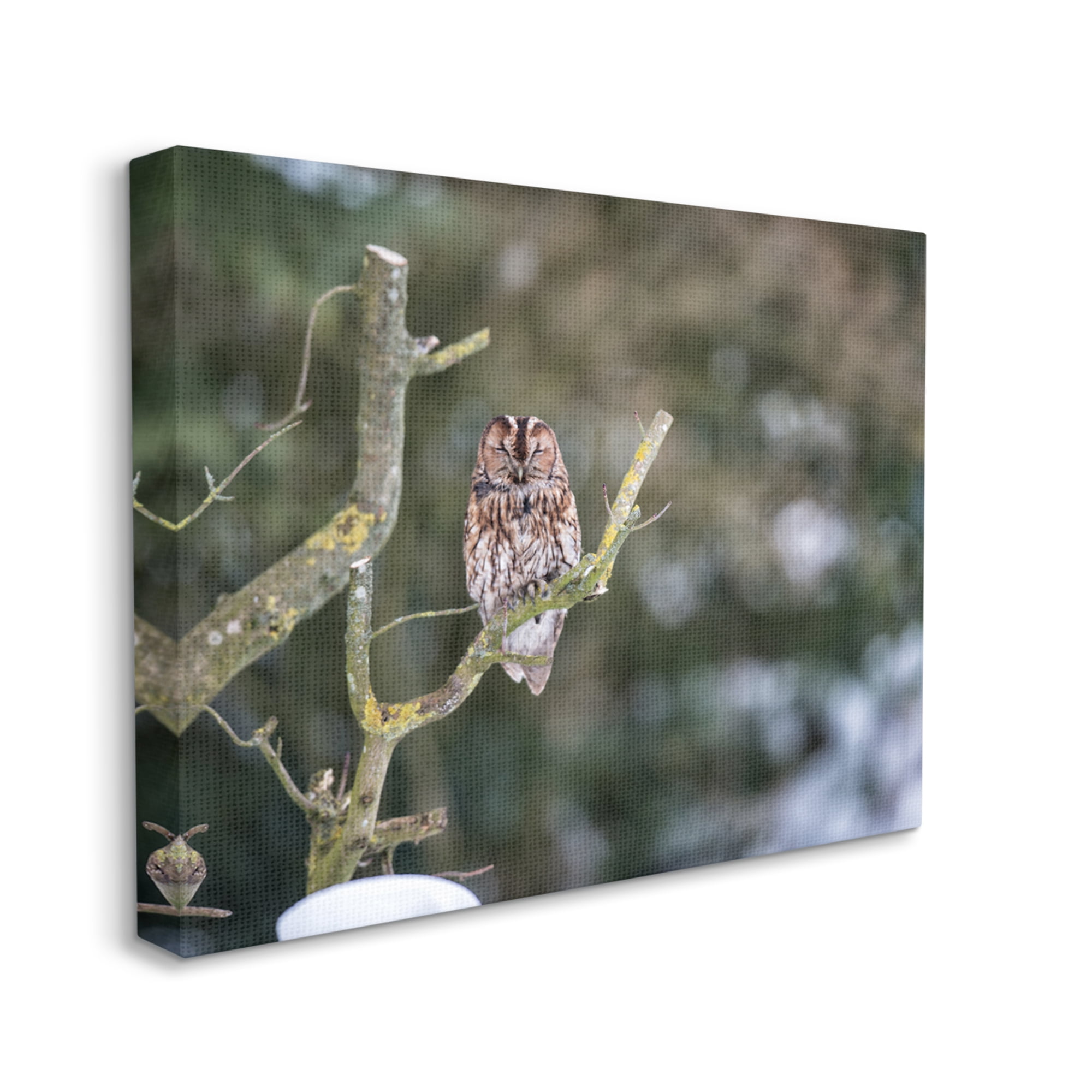 Stupell Industries Sleepy Owl Perched Snow Covered Nature Landscape Photograph Gallery Wrapped Canvas Print Wall Art, Design by James Dobson