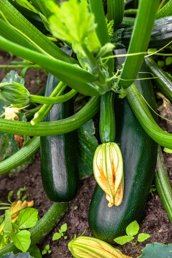 2 Green Squash Zucchini Plants Seedlings, 4 Inches Pot, Squash Plants Live 3-5" Tall, Live Zucchini Plants